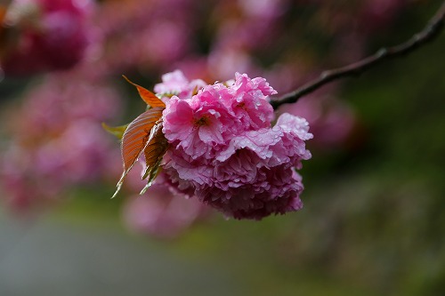 一心寺の桜3