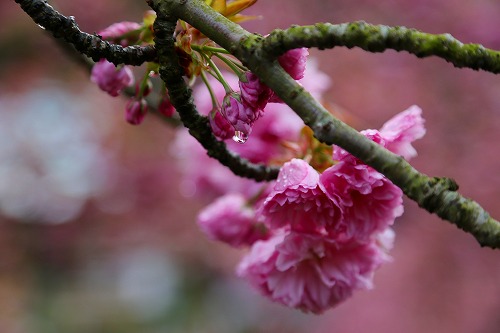 一心寺の桜8