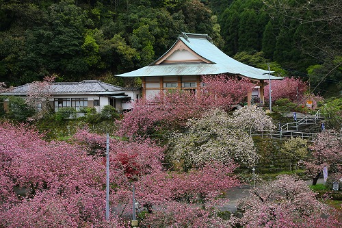 一心寺の桜2