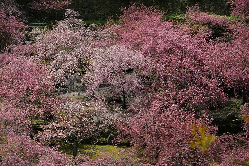 一心寺の桜1