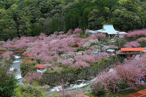 一心寺の桜4