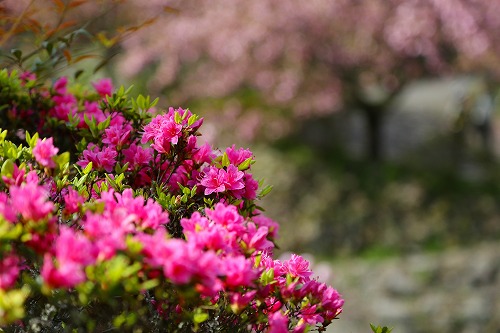 一心寺の桜5