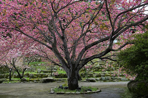 一心寺の桜10