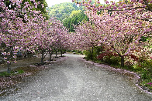 一心寺の桜11