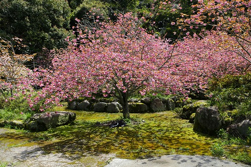 一心寺の桜12