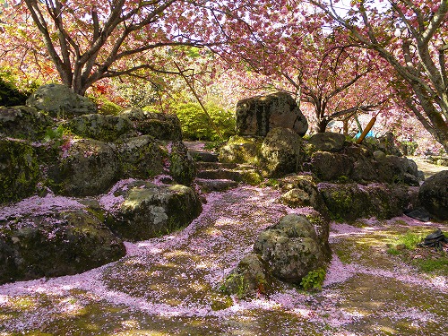 一心寺の桜15