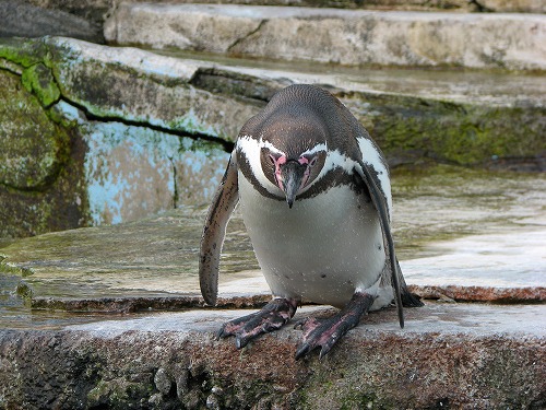 ラクテンチのペンギン1
