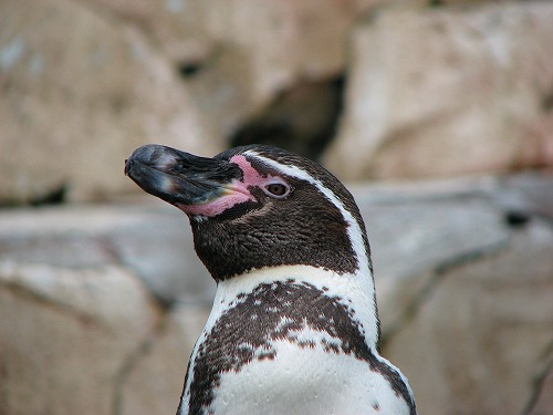 ラクテンチのペンギン5