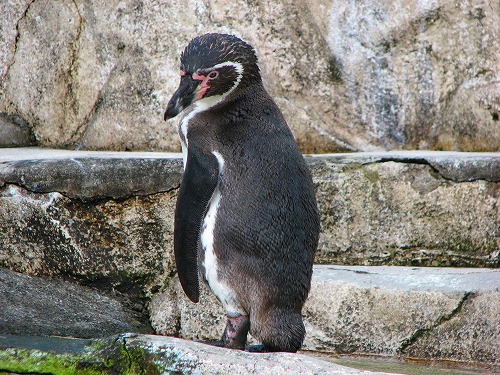 ラクテンチのペンギン7