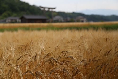 大麦畑2