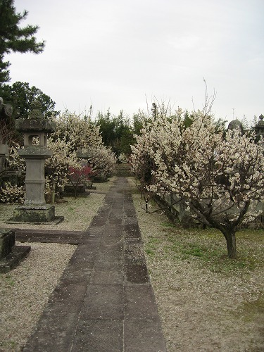 高伝寺墓所5