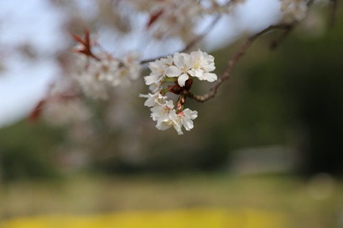 ジラカンスの桜3