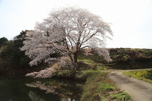 ジラカンスの桜4
