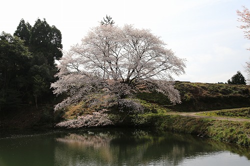 ジラカンスの桜8