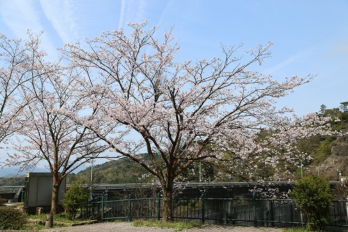 ジラカンスの桜16