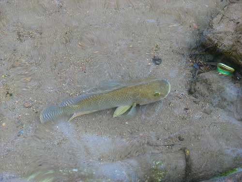 金鱗湖の魚3