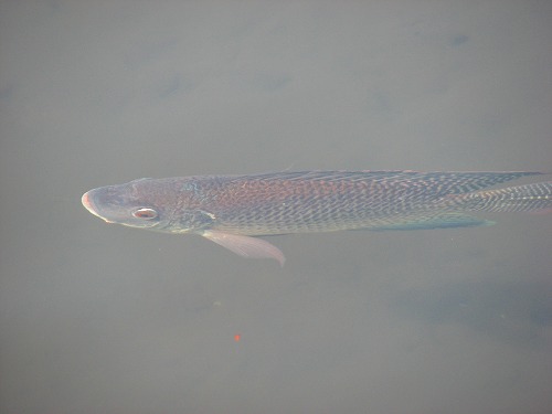 金鱗湖の魚4